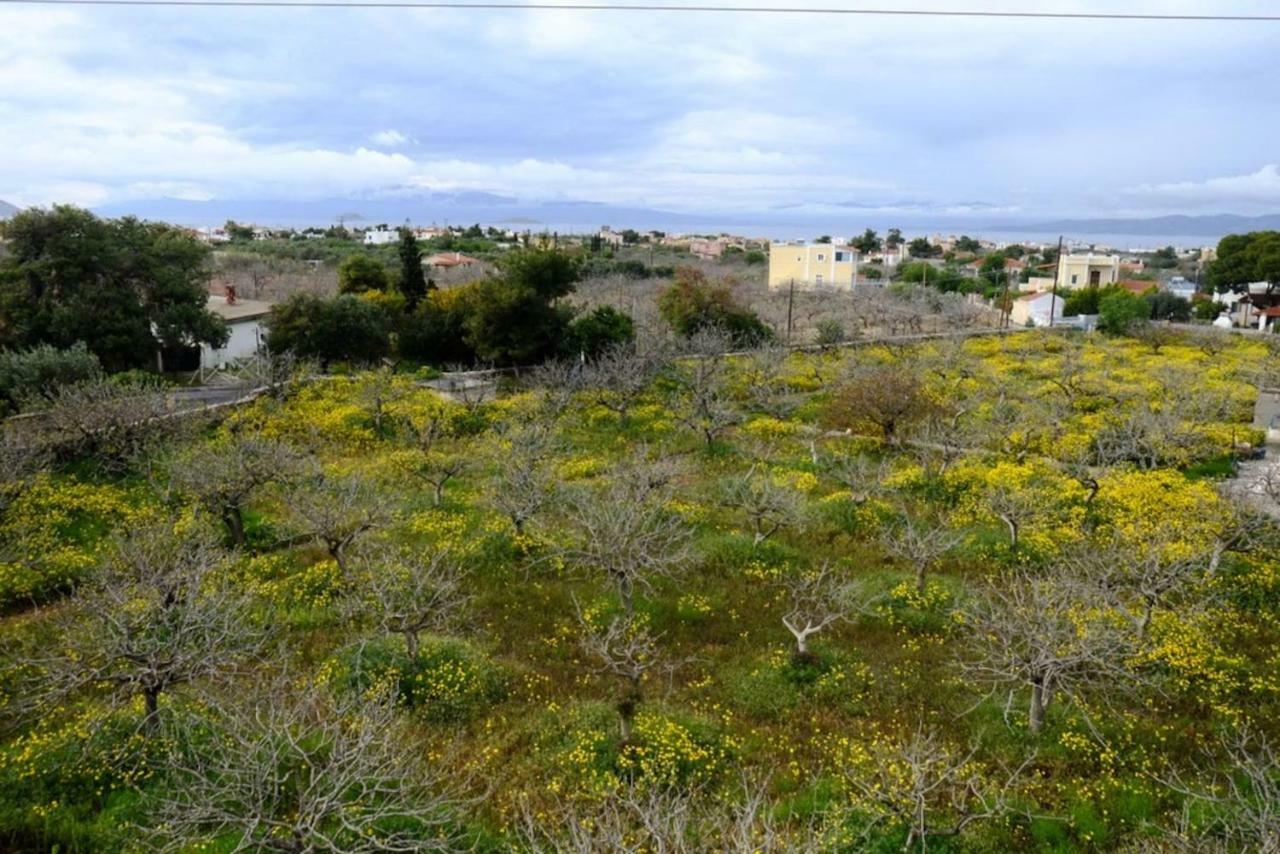 Aegina Villa Konstantinos מראה חיצוני תמונה
